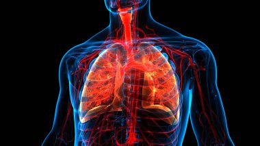 İnsan Solunum Sistemi Anatomisi 'nin 3 boyutlu kavramı