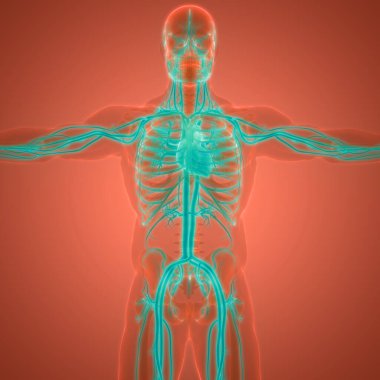 İnsan Dolaşım Sistemi Kalp Anatomisi. Üç Boyut