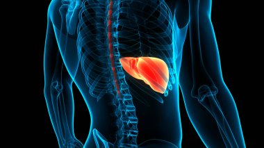 İnsan İç Sindirim Organı Anatomisi. Üç Boyut