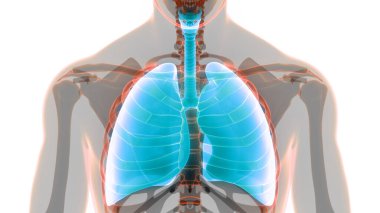 İnsan Solunum Sistemi Anatomisi 'nin 3 boyutlu kavramı
