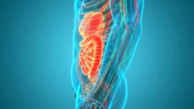 İnsan Sindirim Sistemi Anatomisi. Üç Boyut