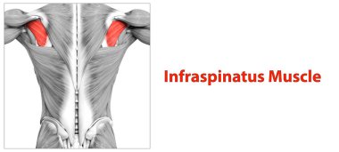 İnsan Kas Sistemi Gövde Kasları İnfraspinatus Kas Anatomisi. Üç Boyut