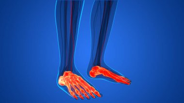 İnsan iskelet sistemi ayak eklemleri anatomisi. Üç Boyut