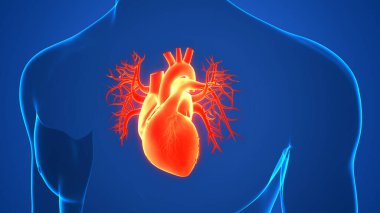 İnsan Dolaşım Sistemi Kalp Anatomisi. Üç Boyut