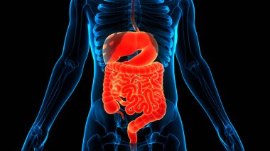 İnsan Sindirim Sistemi Anatomisi. Üç Boyut