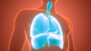 İnsan Solunum Sistemi Diyafram Anatomisi. Üç Boyut