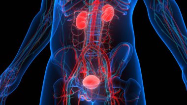 İdrar torbası anatomisi olan insan böbrekleri. Üç Boyut