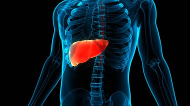 İnsan İç Sindirim Organı Anatomisi. Üç Boyut