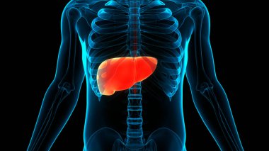 İnsan İç Sindirim Organı Anatomisi. Üç Boyut