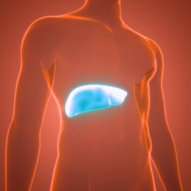 İnsan İç Sindirim Organı Anatomisi. Üç Boyut