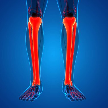 İnsan iskeleti kaval kemiği ve Fibula kemik eklemleri anatomisi. Üç Boyut