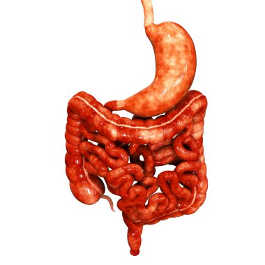 İnce bağırsak anatomisi olan insan sindirim sistemi midesi. Üç Boyut