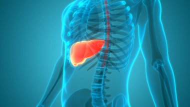 İnsan İç Sindirim Organı Anatomisi. Üç Boyut