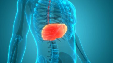 İnsan İç Sindirim Organı Anatomisi. Üç Boyut