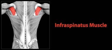 İnsan Kas Sistemi Gövde Kasları İnfraspinatus Kas Anatomisi. Üç Boyut