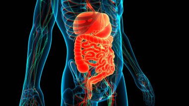 İnsan Sindirim Sistemi Anatomisi. Üç Boyut