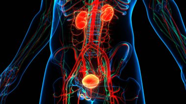 İdrar torbası anatomisi olan insan böbrekleri. Üç Boyut