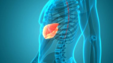 İnsan İç Sindirim Organı Anatomisi. Üç Boyut