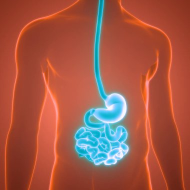 İnce bağırsak anatomisi olan insan sindirim sistemi midesi. Üç Boyut