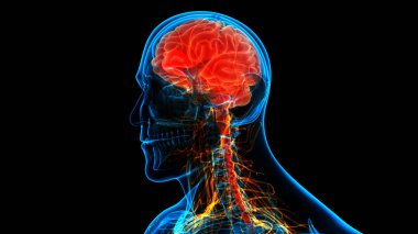 İnsan Sinir Sistemi Beyin Anatomisi Merkezi Organı. Üç Boyut