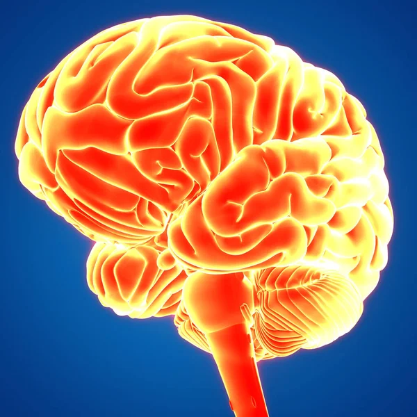 Organo Centrale Del Sistema Nervoso Umano Anatomia Cerebrale — Foto Stock