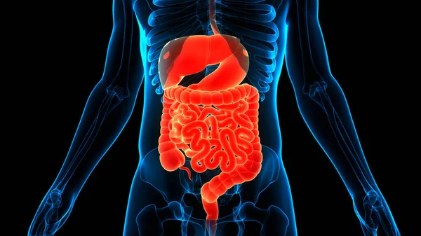 Anatomia Del Sistema Digestivo Umano — Foto Stock