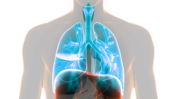 Concepto Anatomía Pulmonar Del Sistema Respiratorio Humano —  Fotos de Stock