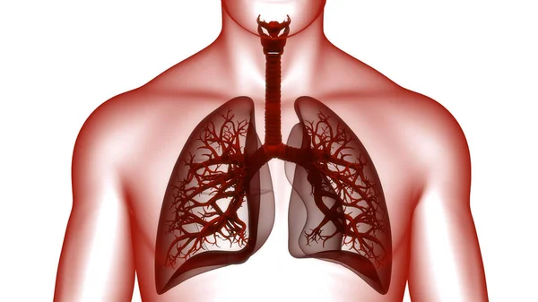 Koncepce Plicní Anatomie Lidského Respiračního Systému — Stock fotografie