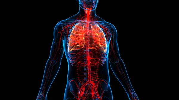 Conceito Sistema Respiratório Humano Anatomia Pulmonar — Fotografia de Stock