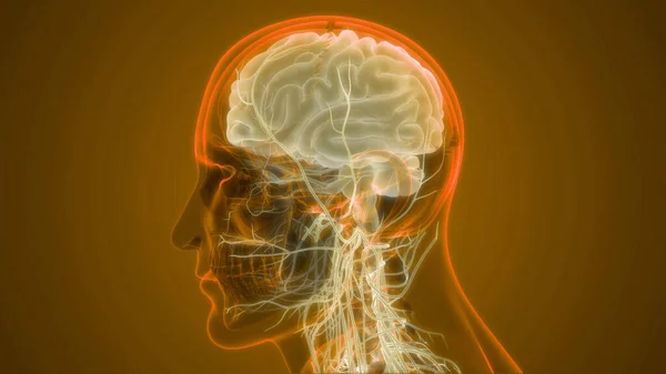 Central organ of Human Nervous System Brain Anatomy. 3D