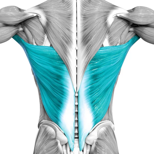 Human Muscular System Torso Muscles Latissimus Dorsi Muscle Anatomy — Stock Photo, Image