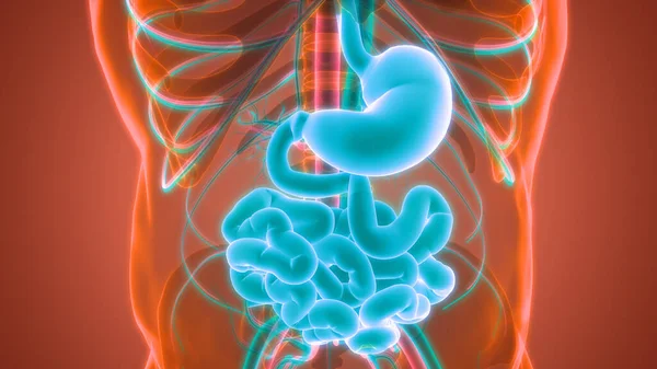 Estômago Sistema Digestivo Humano Com Pequena Anatomia Intestinal — Fotografia de Stock