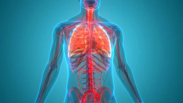 人体呼吸系统的三维概念隆起解剖 — 图库照片