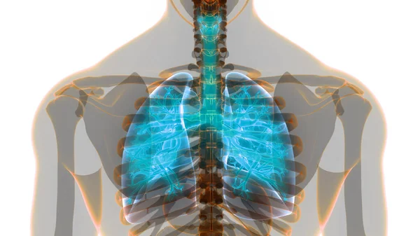 Concepto Anatomía Pulmonar Del Sistema Respiratorio Humano —  Fotos de Stock