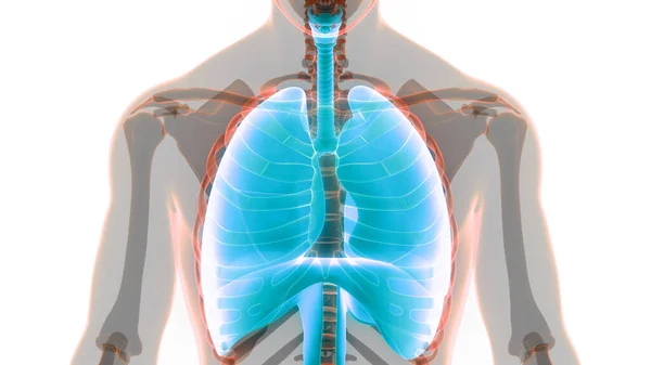 Concepto Anatomía Pulmonar Del Sistema Respiratorio Humano —  Fotos de Stock