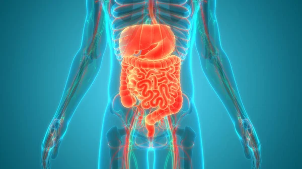 Human Digestive System Anatomy — Stock Photo, Image