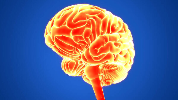 Центральный орган анатомии нервной системы человека. 3D