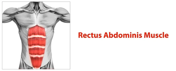 Nsan Kas Sistemi Gövde Kasları Rectus Abdominis Kas Anatomisi Boyut — Stok fotoğraf