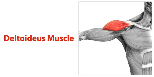 Human Muscular System Arm Muscles Deltoideus Muscle Anatomy — Stock Photo, Image