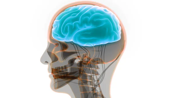 Órgano Central Del Sistema Nervioso Humano Anatomía Cerebral — Foto de Stock