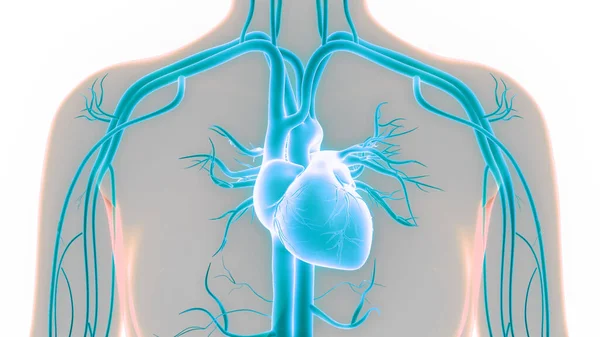 Anatomia Cardiaca Del Sistema Circolatorio Umano — Foto Stock