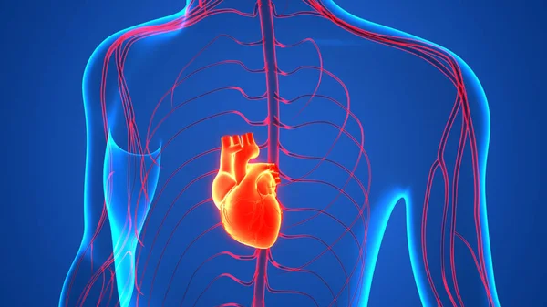 Sistema Circulatorio Humano Anatomía Del Corazón — Foto de Stock