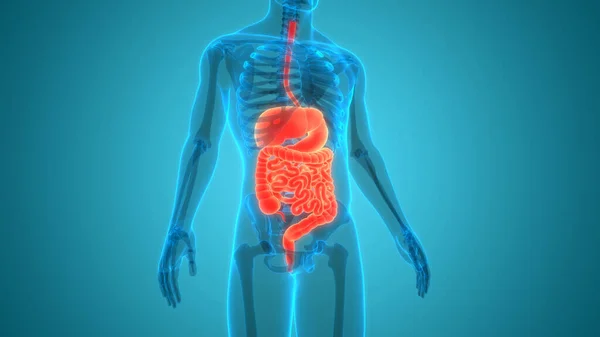 Human Digestive System Anatomy — Stock Photo, Image