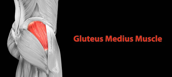 Sistema Muscular Humano Músculos Perna Gluteus Medius Muscle Anatomy — Fotografia de Stock