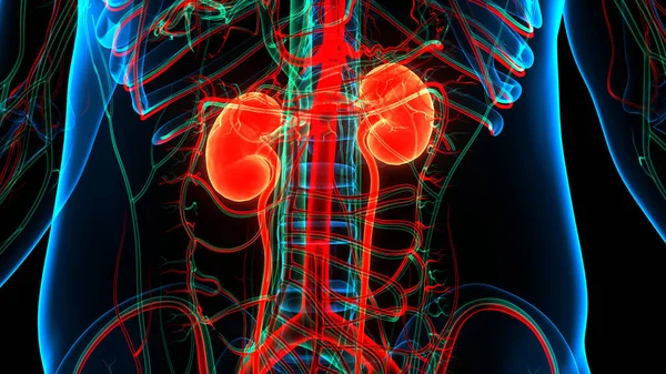 Anatomie Des Menschlichen Harnsystems Nieren — Stockfoto
