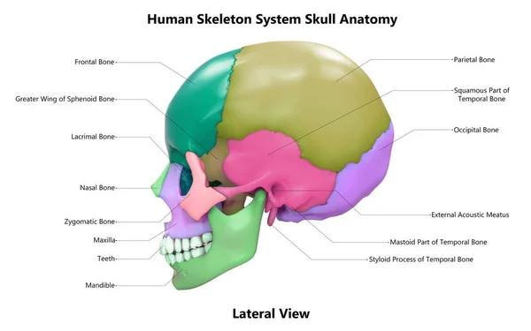 Sistema Esqueleto Humano Caveira Osso Partes Descrito Com Etiquetas Anatomia — Fotografia de Stock