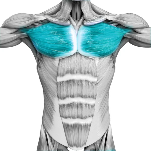 Человеческая Мышечная Система Туловища Мышцы Грудные Мышцы Анатомия — стоковое фото