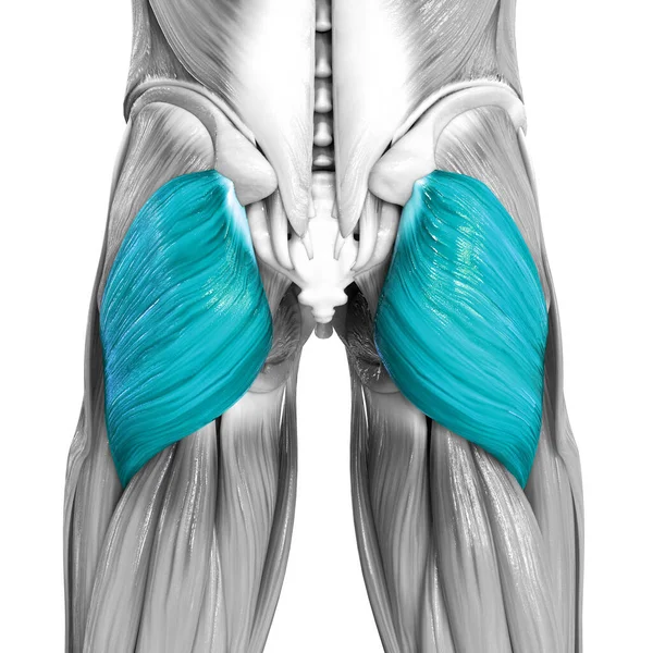 Sistema Muscular Humano Músculos Perna Gluteus Maximus Anatomia Muscular — Fotografia de Stock