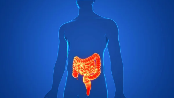 Apparato Digerente Umano Stomaco Con Piccolo Intestino Anatomia — Foto Stock