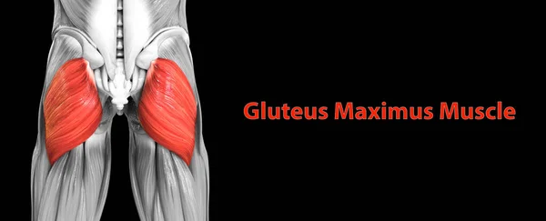 Human Muscular System Leg Muscles Gluteus Maximus Muscal Anatomy — 스톡 사진